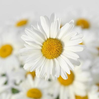 Leucanthemum x superbum White Lion