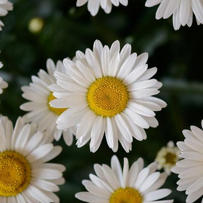 Leucanthemum x superbum Lucille™ Chic