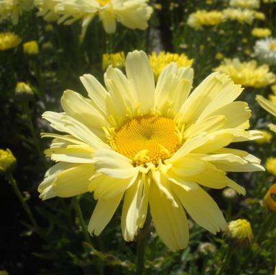 Leucanthemum x superbum Realflor® CC Real Dream