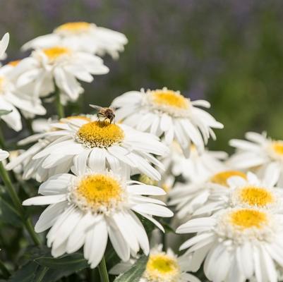 Leucanthemum x superbum Sweet Daisy™ Birdy