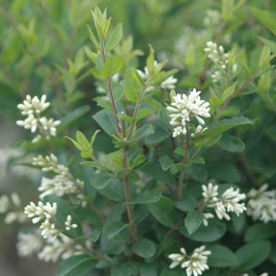 Ligustrum amurense 