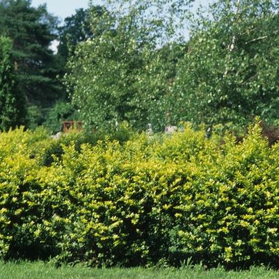 Ligustrum x vicaryi 