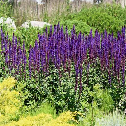 Salvia nemorosa Caramia