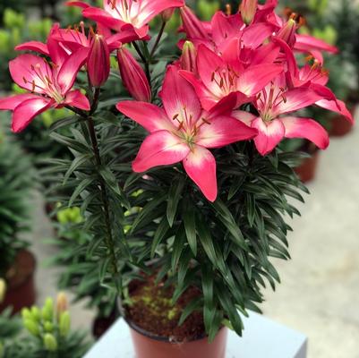 Lilium asiaticum Lily Looks Tiny Diamond