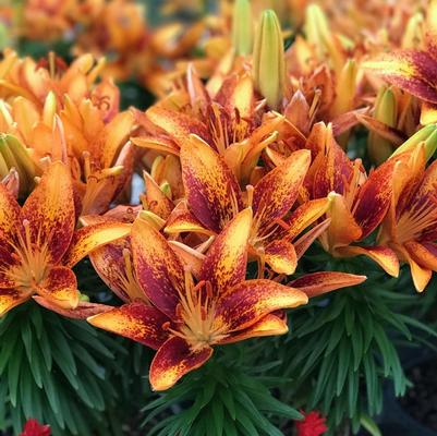 Lilium asiaticum Lily Looks Tiny Orange Sensation