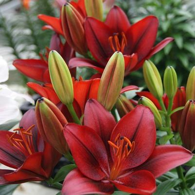 Lilium asiaticum Lily Looks Tiny Rocket