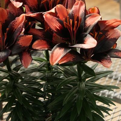 Lilium asiaticum Lily Looks Tiny Shadow