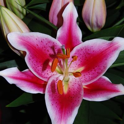 Lilium oriental Lily Looks After Eight