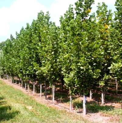 Liriodendron tulipifera Fastigiatum