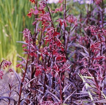 Lobelia cardinalis Queen Victoria