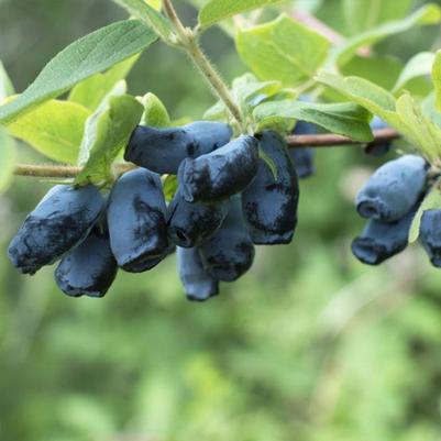 Lonicera caerulea Aurora