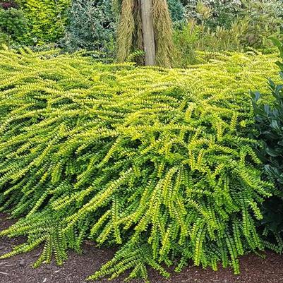 Lonicera nitida Thunderbolt™ Golden Glow