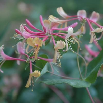 Lonicera x heckrottii Goldflame