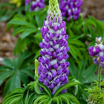 Lupinus polyphyllus Mini Gallery™ Blue