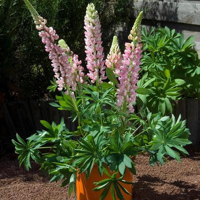 Lupinus polyphyllus Mini Gallery™ Pink