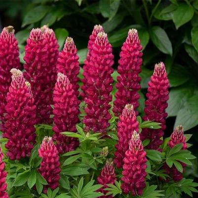 Lupinus polyphyllus Mini Gallery™ Red