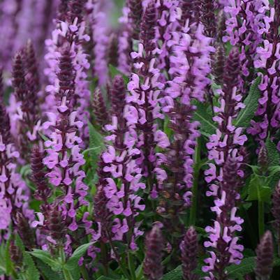 Salvia nemorosa Pink Profusion