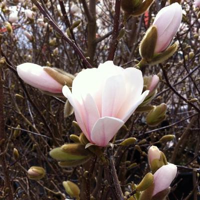 Magnolia x loebneri Dr. Merrill