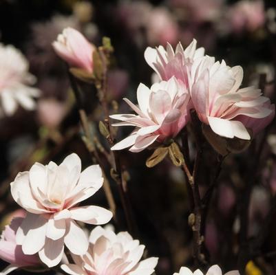 Magnolia x loebneri Leonard Messel