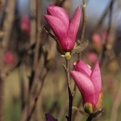 Magnolia x soulangeana Alexandrina