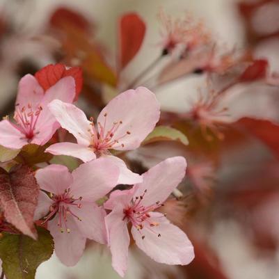 Malus Royal Raindrops®