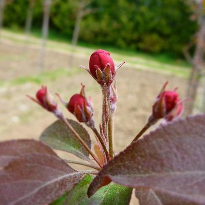 Malus Makamik