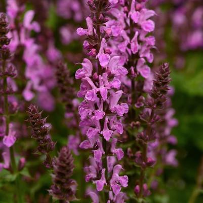 Salvia nemorosa Rose Marvel