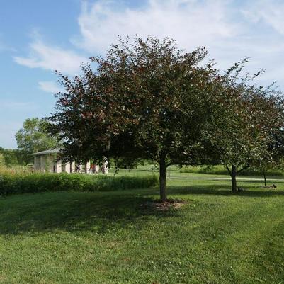 Malus Prairifire