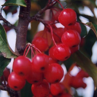 Malus Red Barron