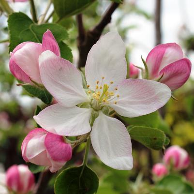 Malus x Jefspire Purple Spire