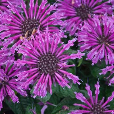 Monarda Leading Lady Plum