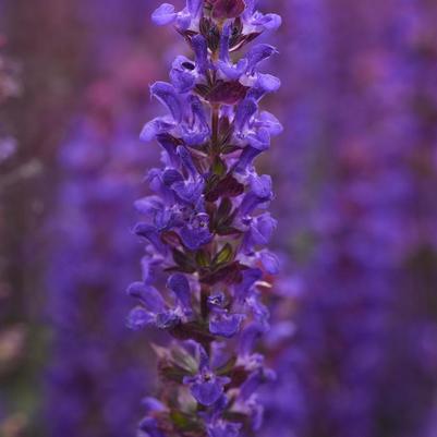 Salvia nemorosa Salvatore Blue