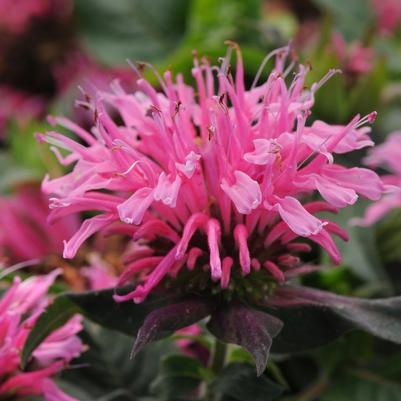 Monarda didyma Balmy™ Pink