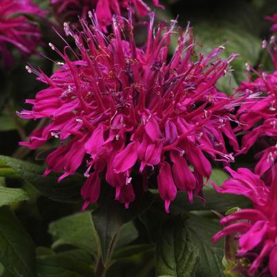 Monarda didyma Balmy™ Purple