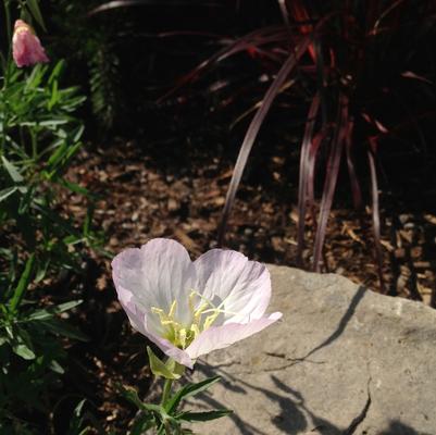 Oenothera berlandieri Siskiyou