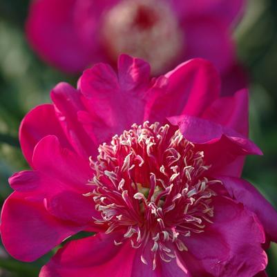 Paeonia lactiflora Barrington Belle