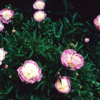 Paeonia lactiflora Bowl of Beauty