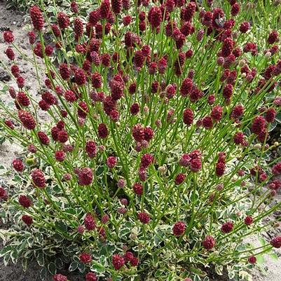 Sanguisorba officinalis var. microcephala Little Angel