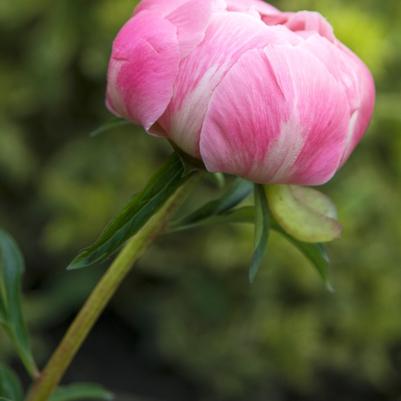 Paeonia lactiflora Coral Charm