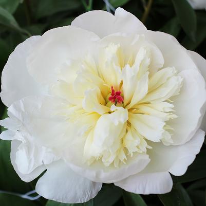 Paeonia lactiflora Immaculee