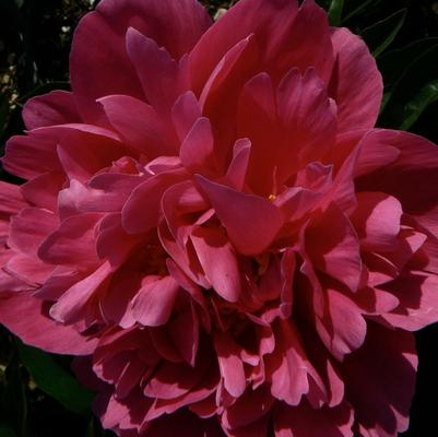 Paeonia lactiflora Kansas