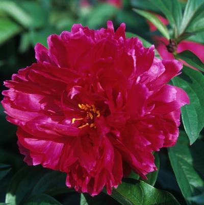 Paeonia lactiflora Karl Rosenfeld