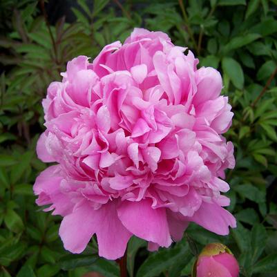 Paeonia lactiflora Monsieur Jules Elie