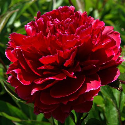 Paeonia lactiflora Red Magic