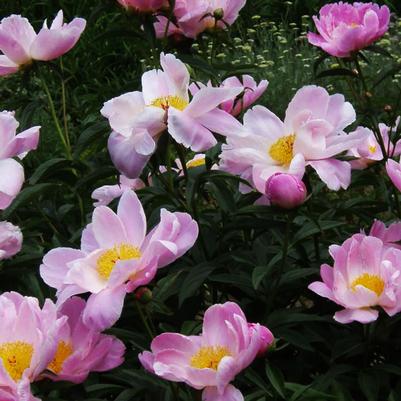 Paeonia lactiflora Sea Shell