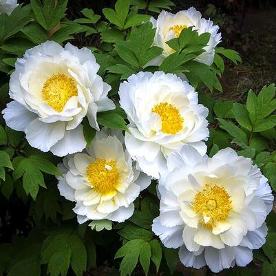 Paeonia lactifolia Dublin