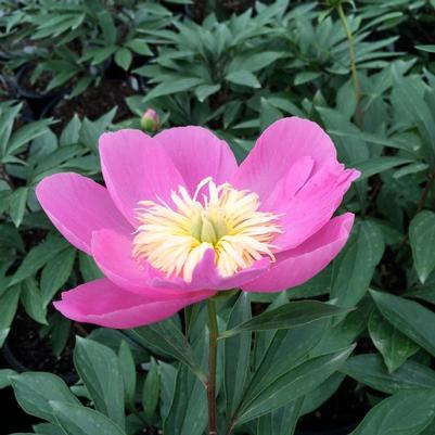 Paeonia Kiev