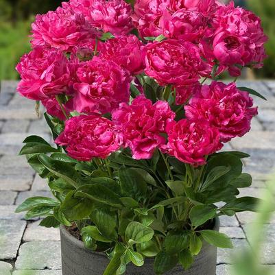 Paeonia London