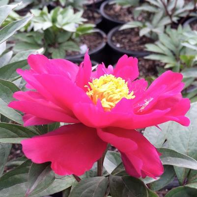 Paeonia Moscow