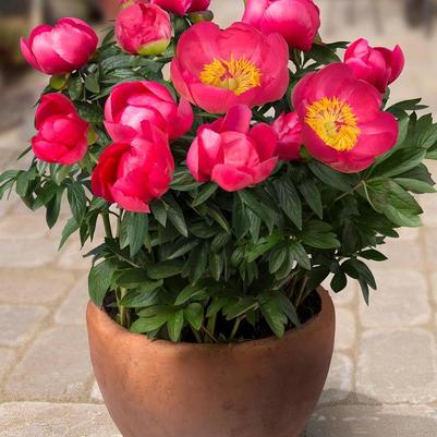 Paeonia Oslo